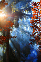 Fototapety na wymiar - Fototapeta24.pl