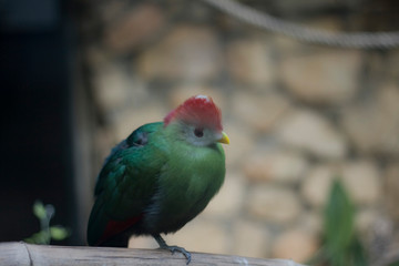 Birds of paradise, birds of the paradise Land