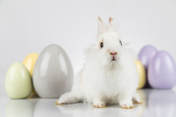 Little baby rabbit and easter eggs, white background