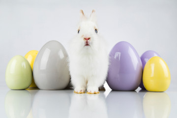 Rabbit, Bunny and easter Egg and white background