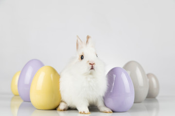 Little cute baby rabbit and easter eggs, white background