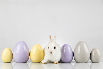 Little cute baby rabbit and easter eggs, white background