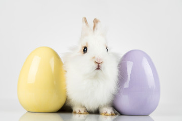 Easter animal holiday, and eggs white background