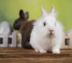 Bunny with Easter eggs on green background