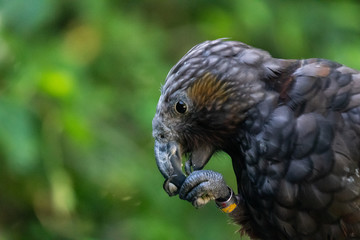 New Zealand Kaka bird