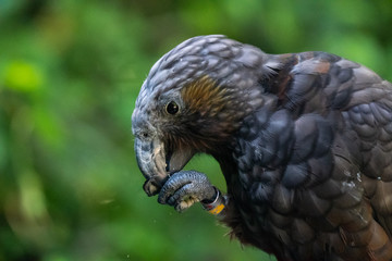 New Zealand Kaka bird