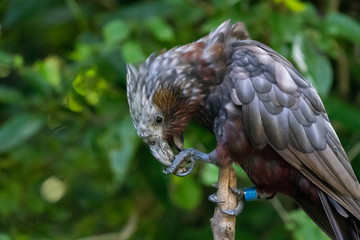 New Zealand Kaka bird