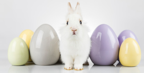 Easter animal holiday, and eggs white background