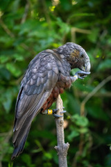 New Zealand Kaka bird