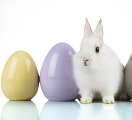 Rabbit, Bunny and easter Egg and white background