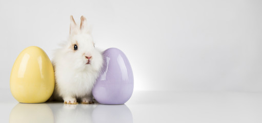 Little baby rabbit and easter eggs, white background