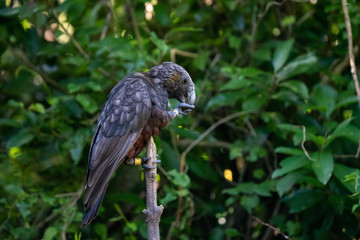 New Zealand Kaka bird