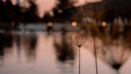  Photo of lake through the flora of the place