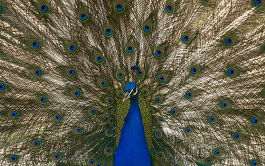 Obraz premium Parade du paon de face 