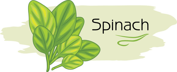 Spinach. Drawing for label design