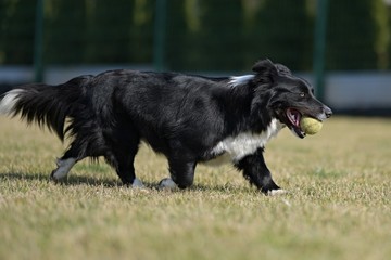Fototapeta premium young healthy border colie play with ball
