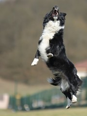 Border Collie dog. Stroll. Plays. Jumps.