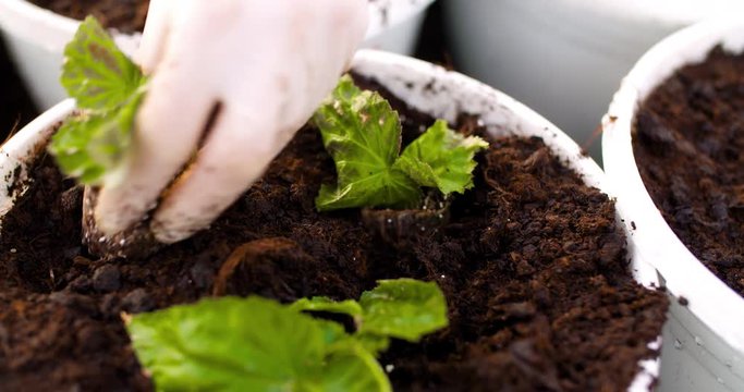Male Botanist Planting Saplings In Pots