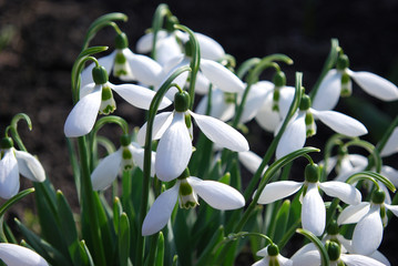 snowdrops on a green background
