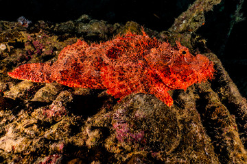Scorpion fish Amazing camouflage in the Red Sea, Eilat Israel