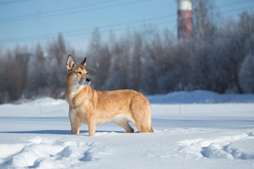 Stray dog that lives on the street. Mongrel in the snow