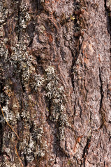Baumrinde und Baumstamm