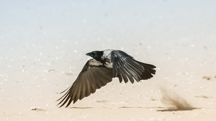 Startende Krähe am Strand