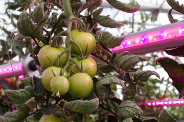Cultivo de tomate con luz artificial