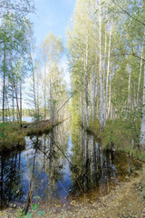Fototapeta na wymiar A narrow river with a calm water surface among the trees. Mirror reflection in the dark water of the blue sky and the trees on the shore