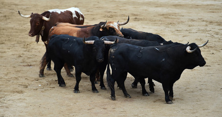 toro grande en españa