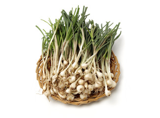 Allium macrostemon Bunge on white background