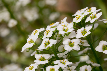 Lobularia maritima