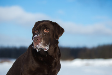 Beautiful chocolate labrador retriever posing outside at winter. Labrador in the snow.