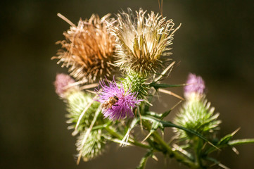 Naklejka na ściany i meble A beautiful color of blooming head donkey thistle closeup as natural floral background