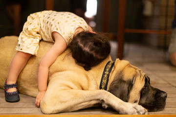 American mastiff sleeping toddler asleep