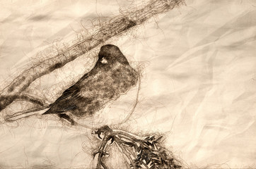 Sketch of a Dark-eyed Junco Perched in Snow