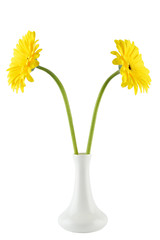 Beautiful flower on a white background. Yellow Gerber isolated on white background.