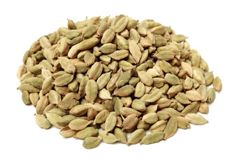 live conch on white background