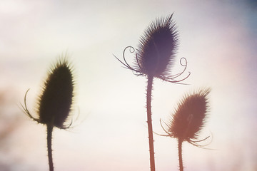 Distel