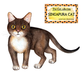 Singapura cat. The cat collection. Watercolor illustration. Cats breed collection. Pet. Illustration for design, decor, printing.