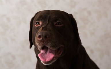 Portrait of a dog sitting on a dog bed