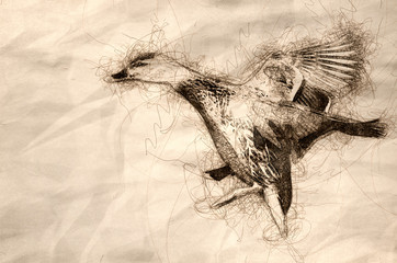 Sketch of a Mallard Duck Landing on the Cool Water