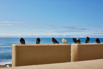 Birds are cold by the sea. Pigeons