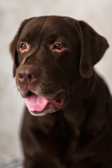 Portrait of a dog sitting on a dog bed