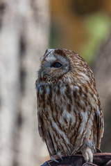 Up Close With a Barred Owl