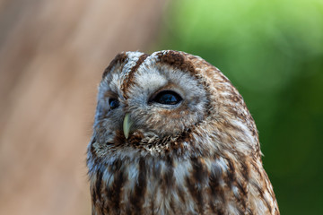 Up Close With a Barred Owl