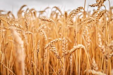 Wheat field detail, with selective focus. Low DOF