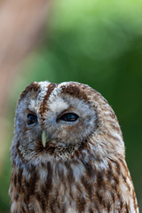 Up Close With a Barred Owl
