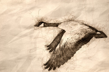 Sketch of Canada Geese Flying Across the Autumn Woods