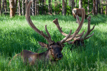 Elk Resting in Spring Grass
